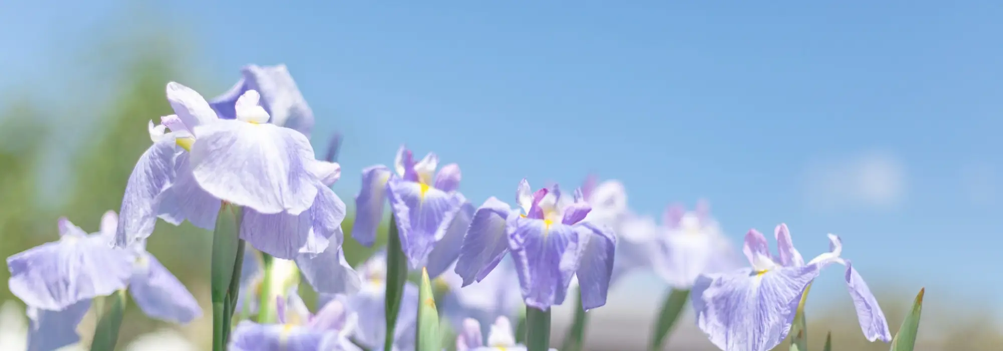 キービジュアルイメージ 花